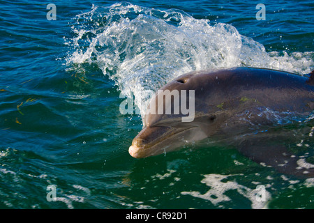 Delphin im Meer, Insel Roatan, Honduras Stockfoto