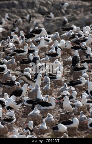 Black-browed Albatross (Thalassarche Melanophris Melanophris), Black-browed Unterarten, Erwachsene und Küken Stockfoto