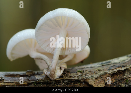 Porzellan-Pilz (Oudemansiella Mucida) auf Buchenholz im Nationalpark Jasmund, Rügen, Mecklenburg-Vorpommern Stockfoto