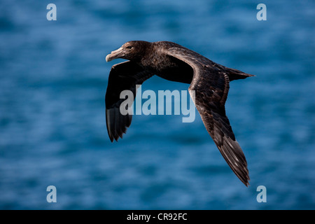 Südlichen Riesen-Sturmvogel (Macronectes Giganteus), juvenile im Flug über Steeple Jason Island auf den Falklandinseln. Stockfoto