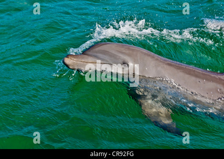 Delphin im Meer, Insel Roatan, Honduras Stockfoto