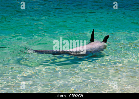 Delphin im Ozean, Bauch, Insel Roatan, Honduras Stockfoto