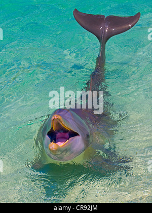 Delphin im Meer, Insel Roatan, Honduras Stockfoto