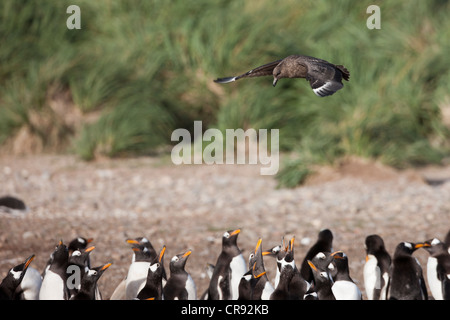 Braune Skua (Stercorarius Antarcticus Antarcticus), Falkland Unterarten Jagd über eine Gentoo-Pinguin-Kolonie Stockfoto