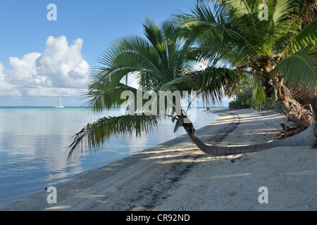 Am frühen Morgen Strand-Szene mit eine Fahrtenyacht verankert in einem Traum-Ankerplatz aus Punaruku, Atoll Makemo, Tuamotus. Pazifik Stockfoto