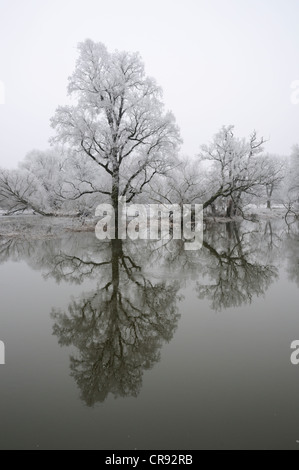 Bäume mit Raureif an den Ufern des Flusses Mulde in der Nähe von Dessau, Sachsen-Anhalt, Deutschland, Europa Stockfoto