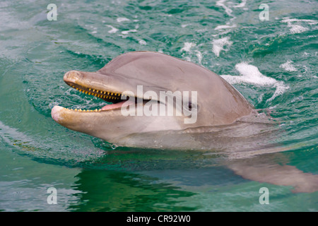 Delphin im Meer, Insel Roatan, Honduras Stockfoto