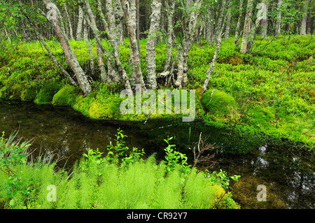 Waldlandschaft mit Schachtelhalm oder Schlange-Rasen, Rondane Nationalpark, Norwegen, Europa Stockfoto