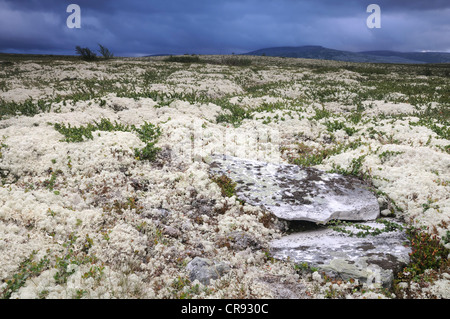 Landschaft im Rondane Nationalpark, Norwegen, Europa Stockfoto