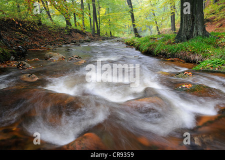 Ilse Fluss im Herbst, Harz-Gebirge, Sachsen-Anhalt, Deutschland, Europa Stockfoto