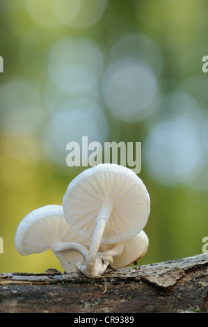 Porzellan-Pilz (Oudemansiella Mucida) Stockfoto