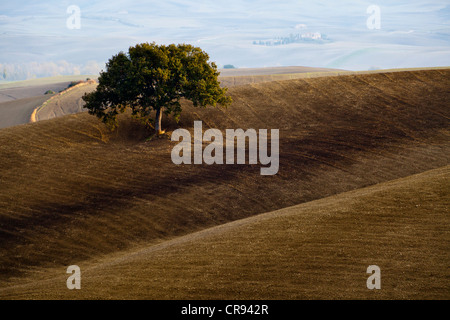 Felder unten Pienza im Herbst, Toskana, Italien, Europa Stockfoto