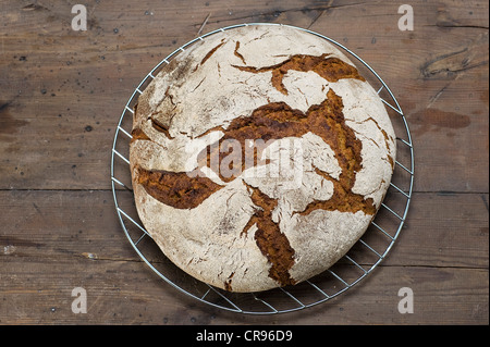 Hausgemachter Sauerteig Brot, Roggen Brot in einem Backofen gebacken Stockfoto