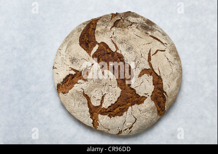 Hausgemachter Sauerteig Brot, Roggen Brot in einem Backofen gebacken Stockfoto