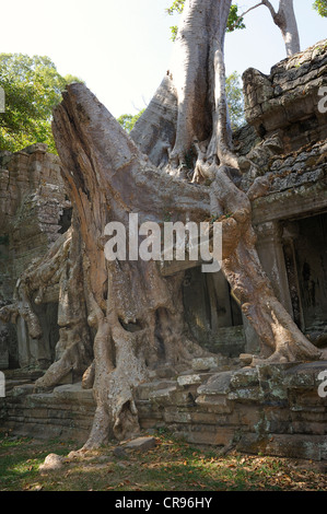 Würger Feigenbaum (Ficus sp.) Kuvertierung Teil des Tempels mit seinen Luftwurzeln im archäologischen Angkor Tempel Ta Prohm Stockfoto