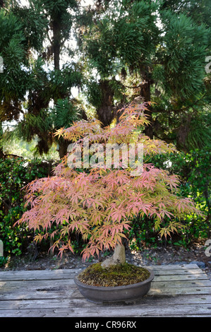 Ahorn (Acer) als Bonsai im Herbst Farben im Botanischen Garten in Kyoto, Japan, Südostasien, Asien Stockfoto