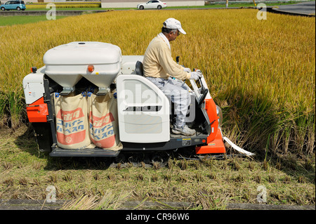 Automatische Reisernte mit einem typischen kleinen Mähdrescher in Iwakura, in der Nähe von Kyoto, Japan, Asien Stockfoto