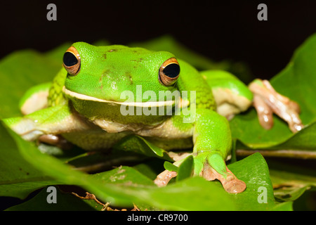 Weißlippen-Treefrog oder riesige Laubfrosch (Litoria Infrafrenata), Regenwald, Iron Range Nationalpark, Kap-York-Halbinsel Stockfoto