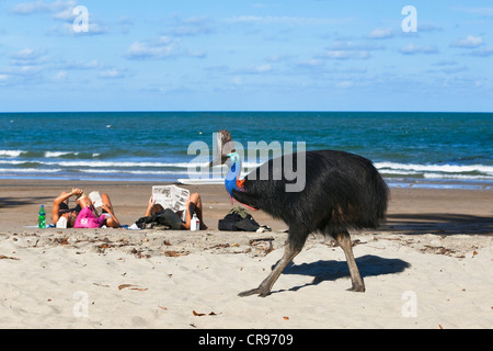 Südlichen Helmkasuar (Casuarius Casuarius), weibliche an einem Strand mit Touristen, Moresby Range, Queensland, Australien Stockfoto