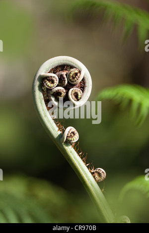 Uncurling Wedel von einem Baumfarn (Cyathea spec.), Daintree Nationalpark, North Queensland, Australien Stockfoto