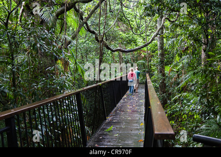 Holzsteg im Regenwald, an den Barron Falls nahe Kuranda, Barron Gorge National Park, Queensland, Australien Stockfoto