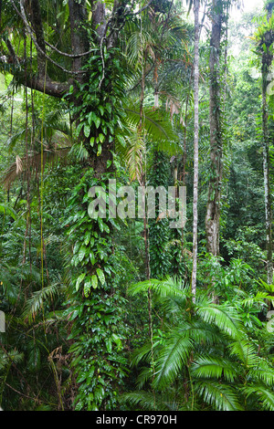 Regenwald, Daintree Nationalpark, Nord-Queensland, Australien Stockfoto