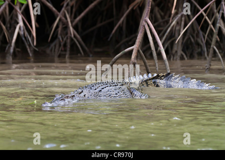 Salzwasser-Krokodil (Crocodylus Porosus) zwischen Mangroven Wurzeln, Daintree Nationalpark, Queensland, Australien Stockfoto