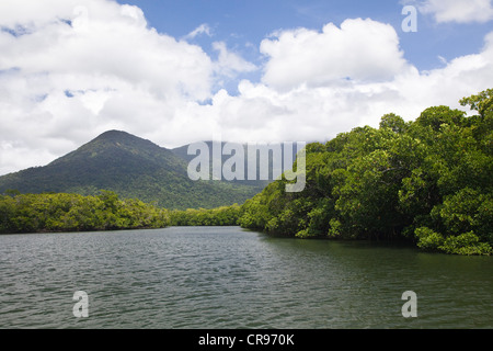 Mangroven, Daintree Nationalpark, Nord-Queensland, Australien Stockfoto