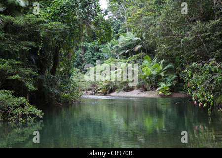 Stream im Regenwald, Daintree Nationalpark, Nord-Queensland, Australien Stockfoto