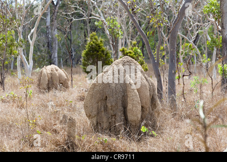 Bauchige Termitenhügel in der Nähe von Mareeba, Nord-Queensland, Australien Stockfoto