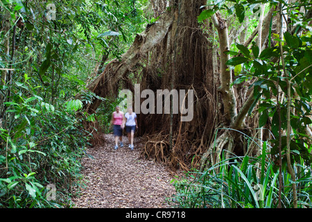 Würger Feigenbaum (Ficus Virens), Regenwald, Lake Eacham, Crater Lakes National Park, Atherton Tablelands, Queensland Stockfoto