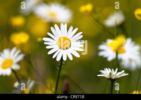 Wiese mit Oxeye Margeriten (Leucanthemum Vulgare) und Wiese Hahnenfuß (Ranunculus Acris), Bayern, Oberbayern Stockfoto