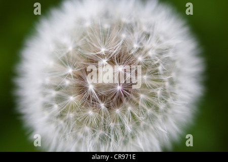 Löwenzahn Samen Kopf (Taraxacum Officinale), Bayern, Deutschland, Europa Stockfoto