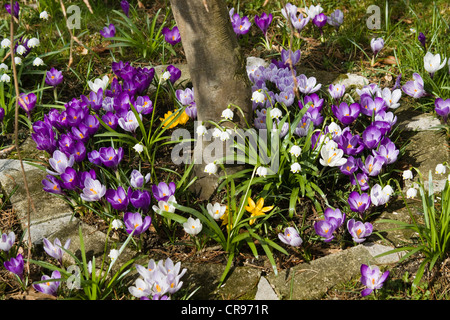 Gelber Krokus (Crocus spec.) im Frühjahr, Bayern, Deutschland, Europa Stockfoto