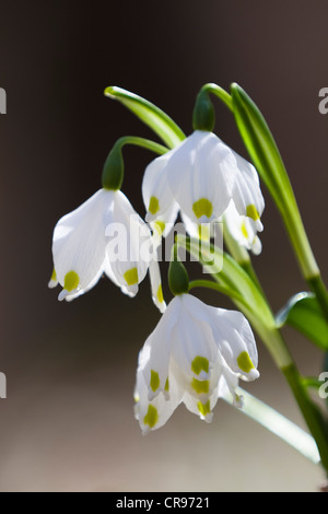 Frühling Schneeflocken (Leucojum Vernum), Oberbayern, Deutschland, Europa Stockfoto