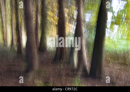 Abstraktes Bild, Laubwald, Bayern, Deutschland, Europa Stockfoto