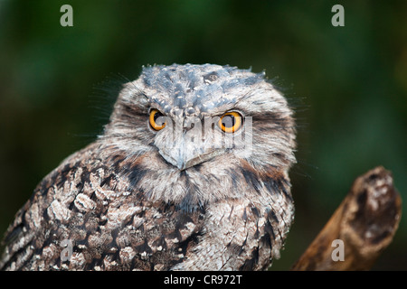 Tawny Frogmouth (ein Strigoides), Jungvogel, Queensland, Australien Stockfoto