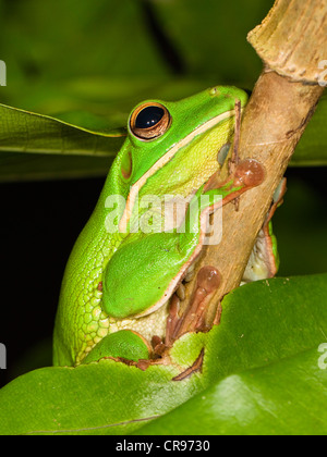 Weißlippen-Laubfrosch (Litoria Infrafrenata), Regenwald, Iron Range Nationalpark, Kap-York-Halbinsel, Norden von Queensland Stockfoto