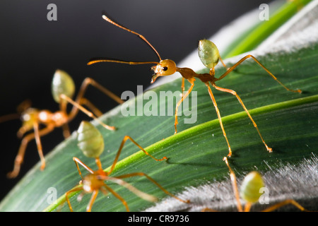 Grüner Baum Ameisen (Oecophylla Smaragdiana) auf ihrem Nest, Regenwald, Queensland, Australien Stockfoto