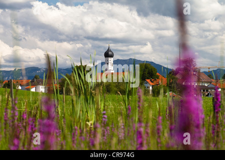 Blühende Wiese mit Blutweiderich (Lythrum Salicaria), in der Nähe von Dorf Iffeldorf, Alpenvorland und Voralpen Stockfoto