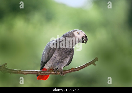Afrikanisches Grau-Papagei (Psittacus Erithacus), Afrika Stockfoto