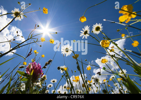 Blumen Wiese mit Oxeye Margeriten (Leucanthemum Vulgare) und Hahnenfuß (Ranunculus Acris), Bayern, Oberbayern Stockfoto