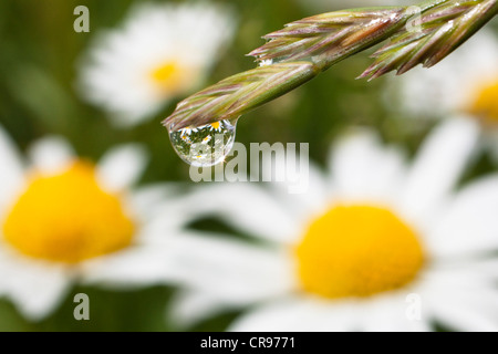 Tautropfen auf Rasen und Margeriten (Leucanthemum Vulgare), Upper Bavaria, Bayern, Deutschland, Europa Stockfoto