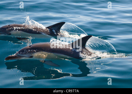 Kurzer Schnabel Delfine (Delphinus Delphis) im Atlantik, Algarve, Portugal, Europa Stockfoto