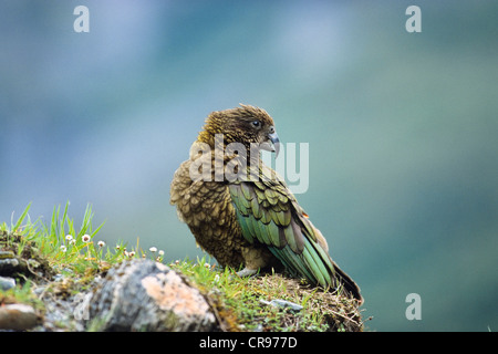 Kea (Nestor Notabilis), Fjordland National Park, Neuseeland Stockfoto