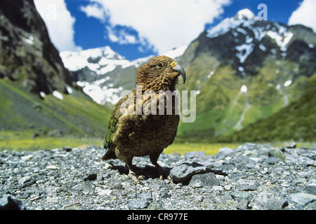 Kea (Nestor Notabilis) am Homer Tunnel, Fjordland National Park, Neuseeland Stockfoto