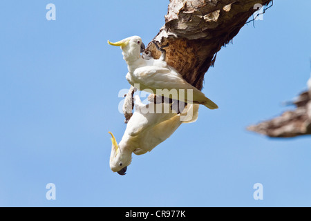 Schwefel-crested Kakadus (Cacatua Galerita), Regenwald, Iron Range Nationalpark, Kap-York-Halbinsel, Norden von Queensland Stockfoto