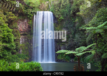 Millaa Millaa Falls, Atherton Tablelands, Queensland, Australien Stockfoto