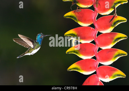 Weiß-necked Jakobiner Kolibri (Florisuga Mellivora), junger Mann neben einer Heliconia (Heliconia Rostrata) Blume Stockfoto