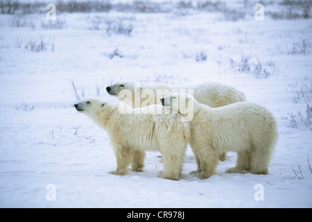 Drei Eisbären (Ursus Maritimus) in einem Schneegestöber, Churchill, Kanada Stockfoto